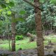 55- Tikis de bois 